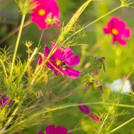 Ranczo Mustafa 山林小屋 波波林