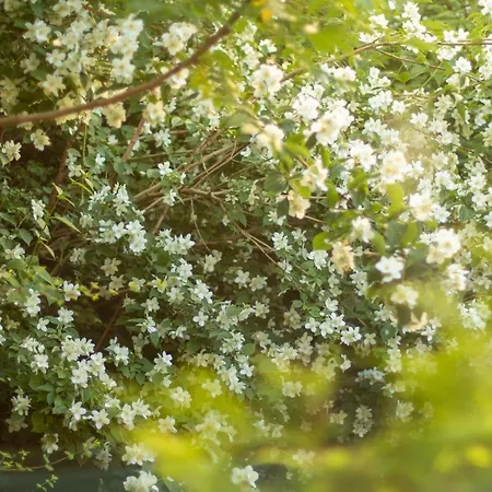 Gerendaház Ranczo Mustafa *