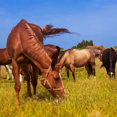 Ranczo Mustafa * Bobolin