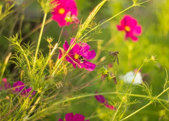 Ranczo Mustafa Jaktstuga Bobolin