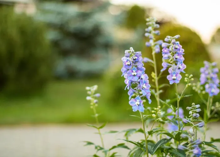 Ranczo Mustafa 롯지 보볼린