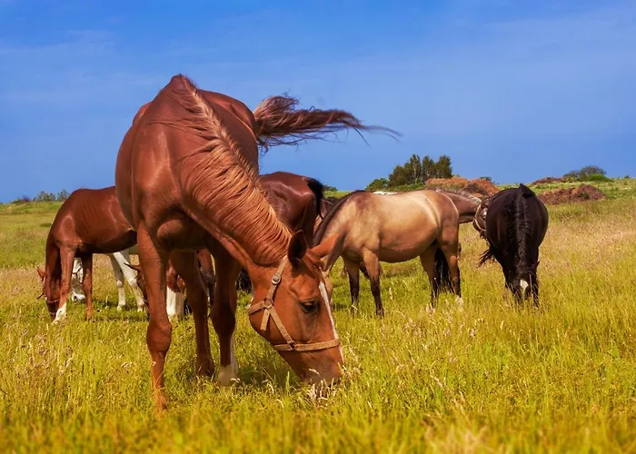 Ranczo Mustafa * 보볼린